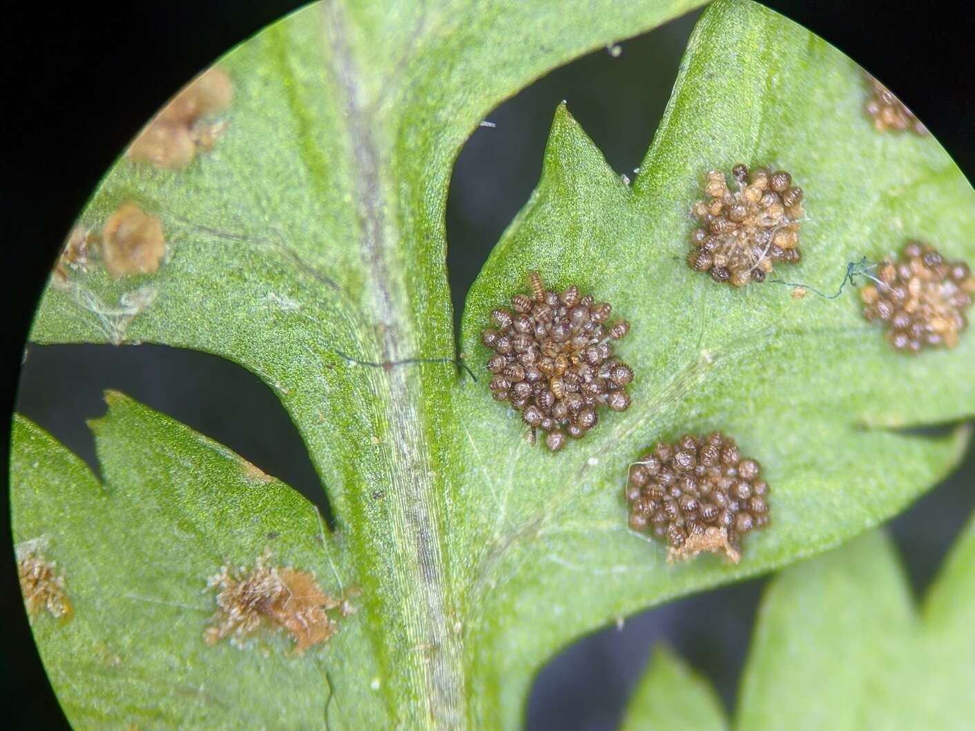 Image de Dryopteris triploidea Wherry