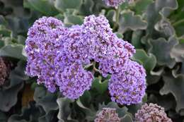 Imagem de Limonium perezii (Stapf) F. T. Hubbard ex L. H. Bailey