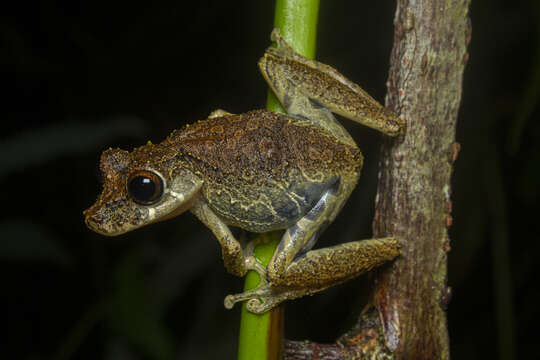 Image of Rio Verde Snouted Treefrog