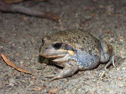 Image of Limnodynastes dumerilii Peters 1863