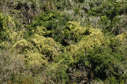 Image of Clematis foetida Raoul