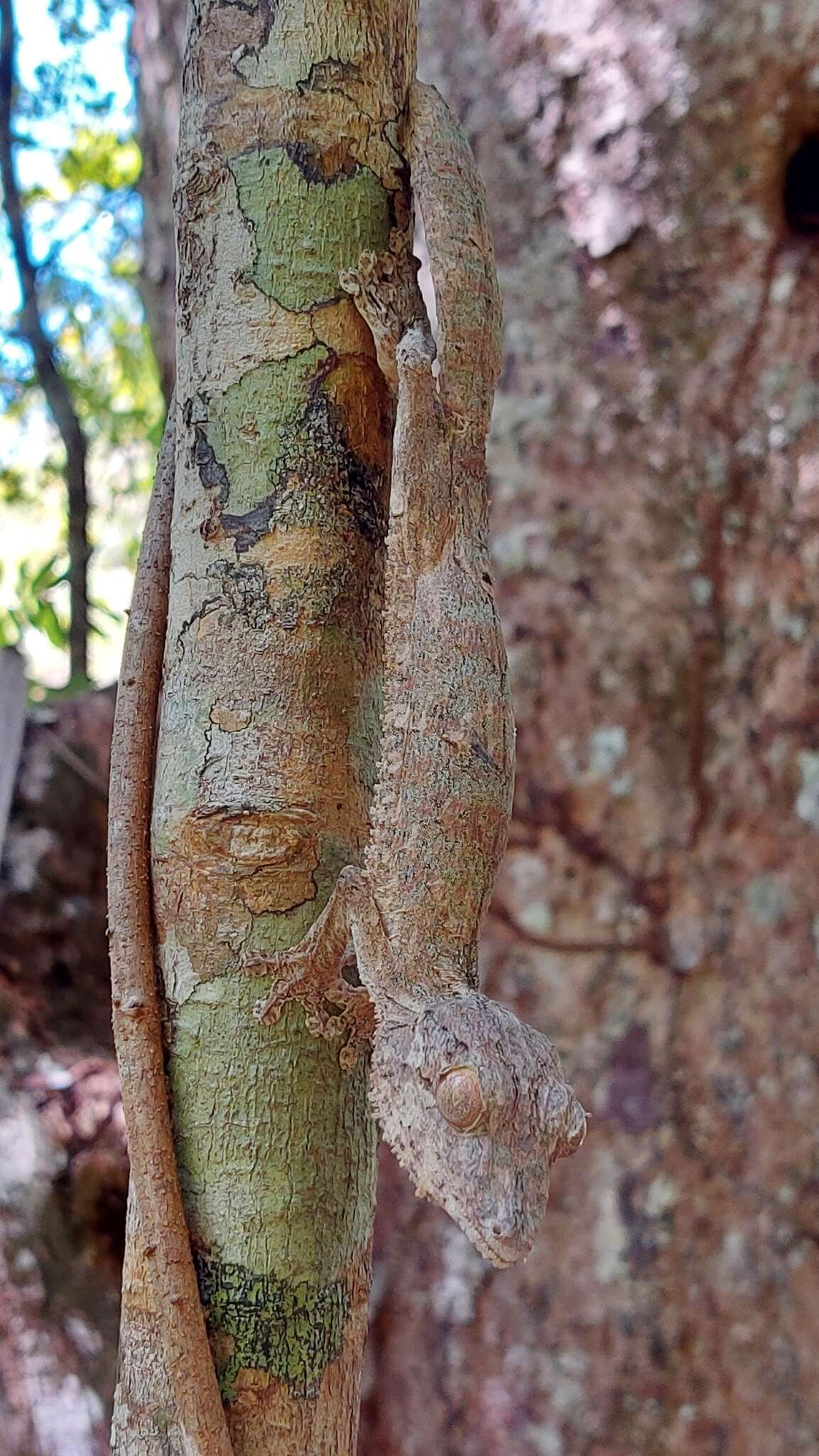 Image of Henkel’s flat-tailed gecko