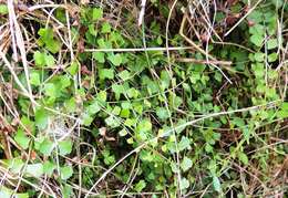 Image of Asplenium flabellifolium Cav.