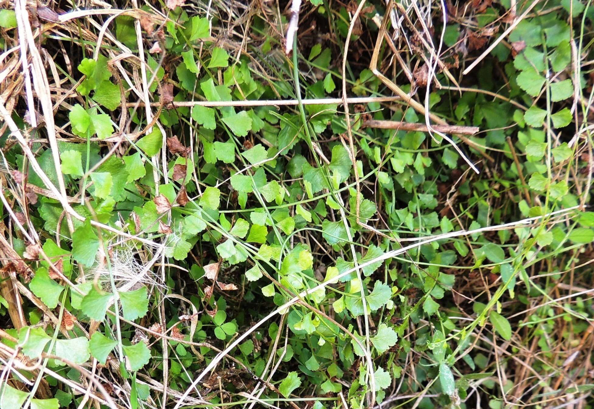 Image of Asplenium flabellifolium Cav.