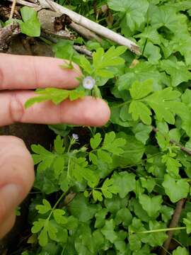 Image de Phacelia covillei S. Wats.