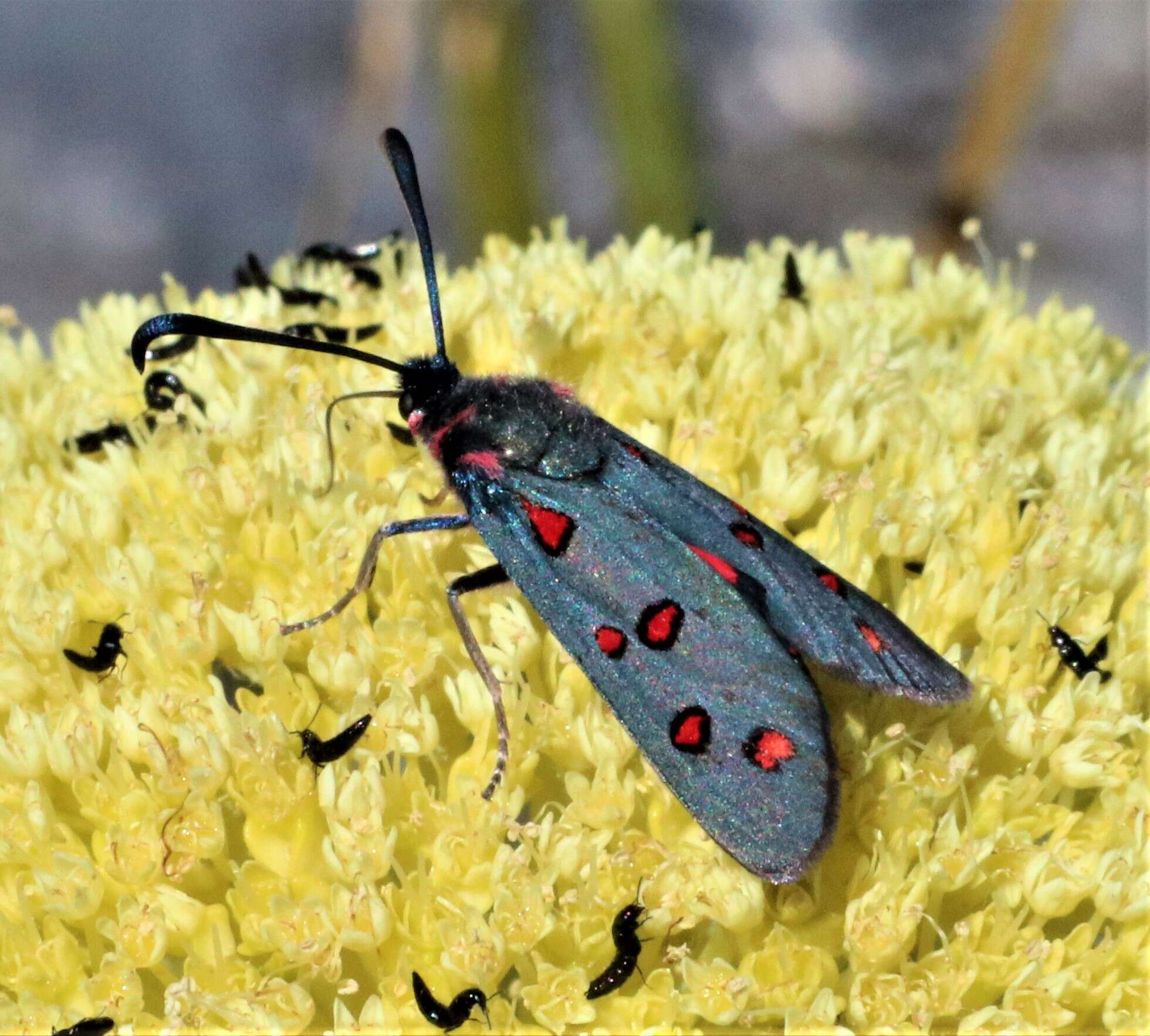 Sivun Neurosymploca caffra Linnaeus 1764 kuva