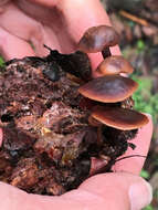 Imagem de Gymnopus brassicolens (Romagn.) Antonín & Noordel. 1997