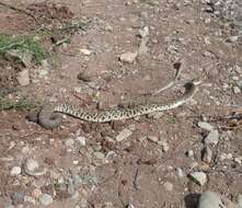 Image of Crotalus molossus oaxacus Gloyd 1948