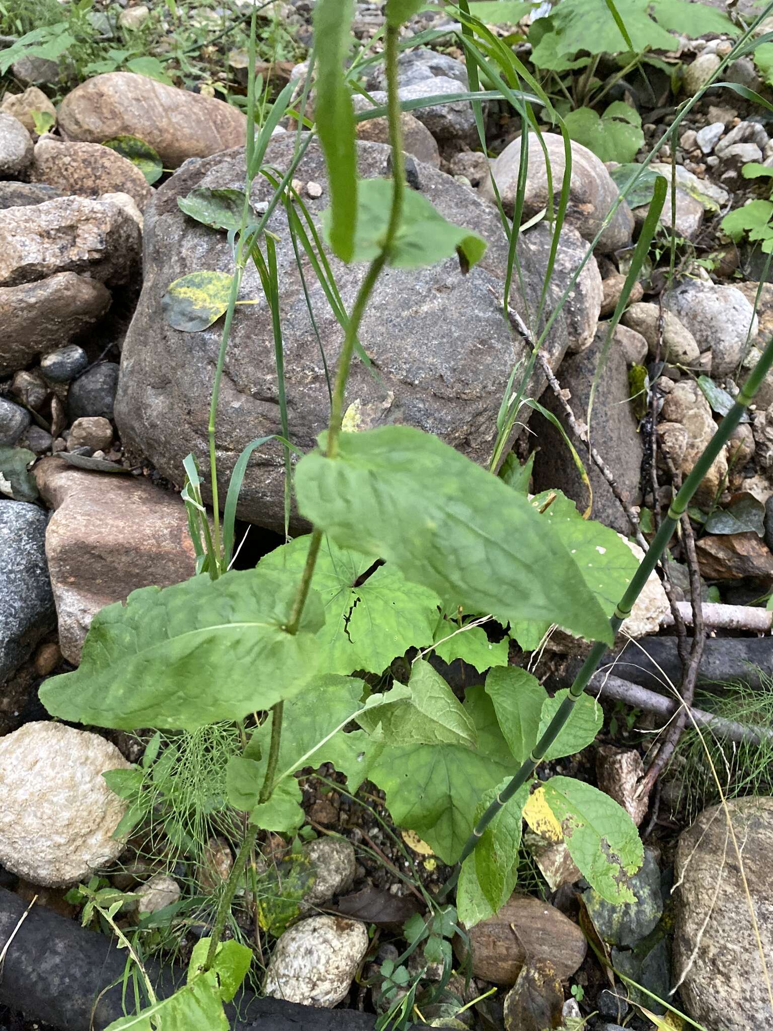 Image of Crepis lyrata (L.) Froel.