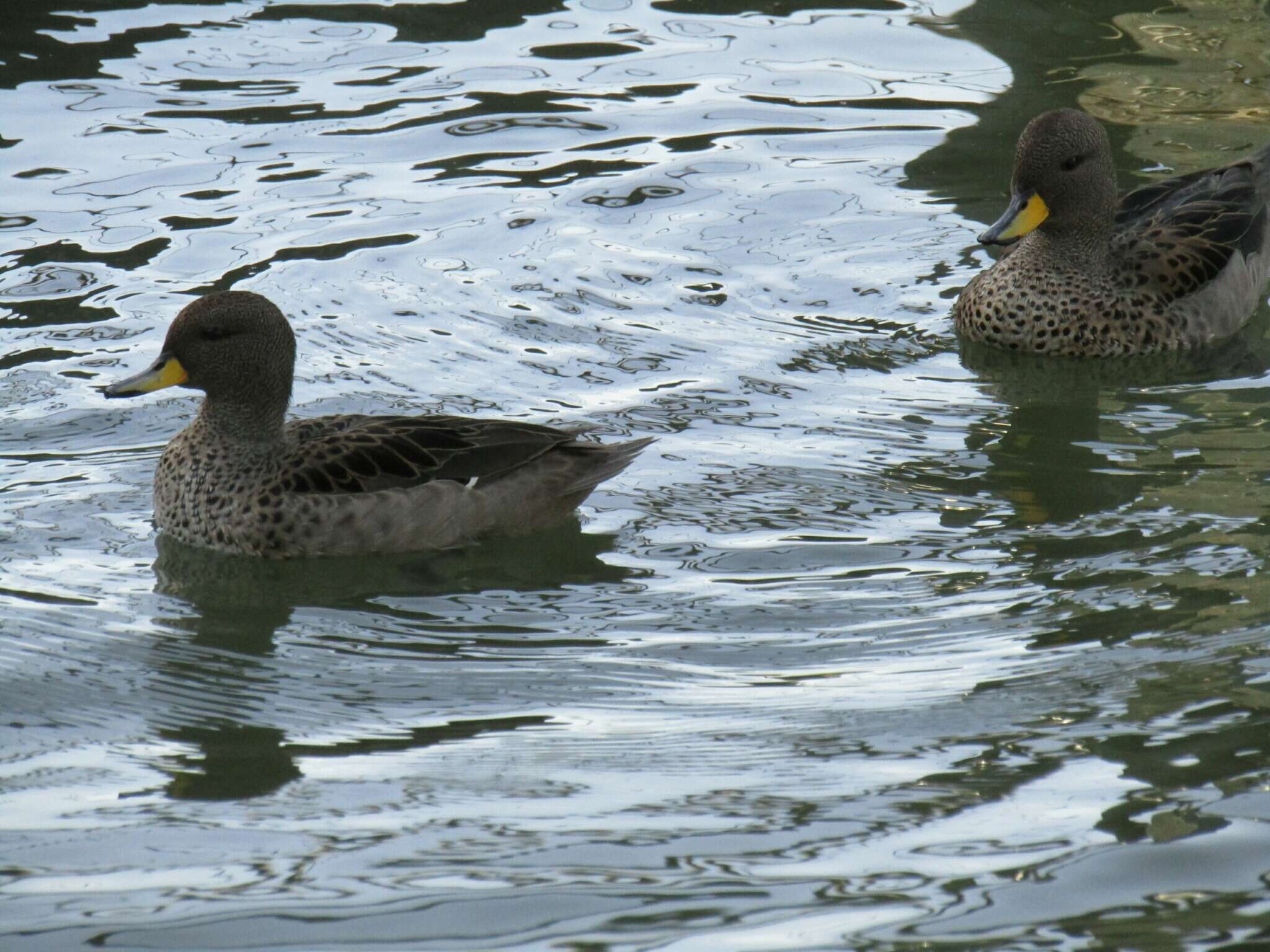 Image of Yellow-billed Teal