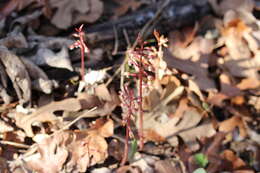 Image of Spring coralroot