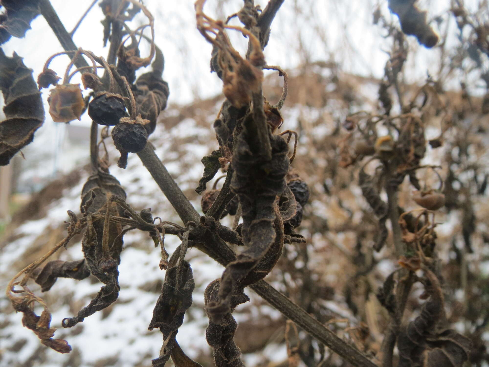 Plancia ëd Solanum nigrum L.