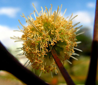 Image of white leadtree