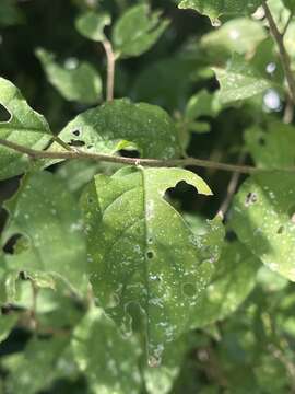 Erythrococca menyharthii (Pax) Prain resmi