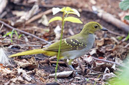 Nicator chloris (Valenciennes 1826)的圖片