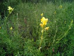 Image of Linaria hirta (L.) Moench