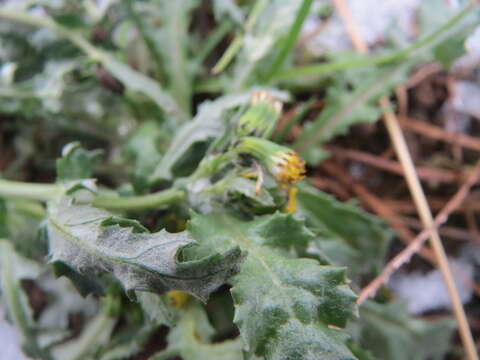 Image of groundsel