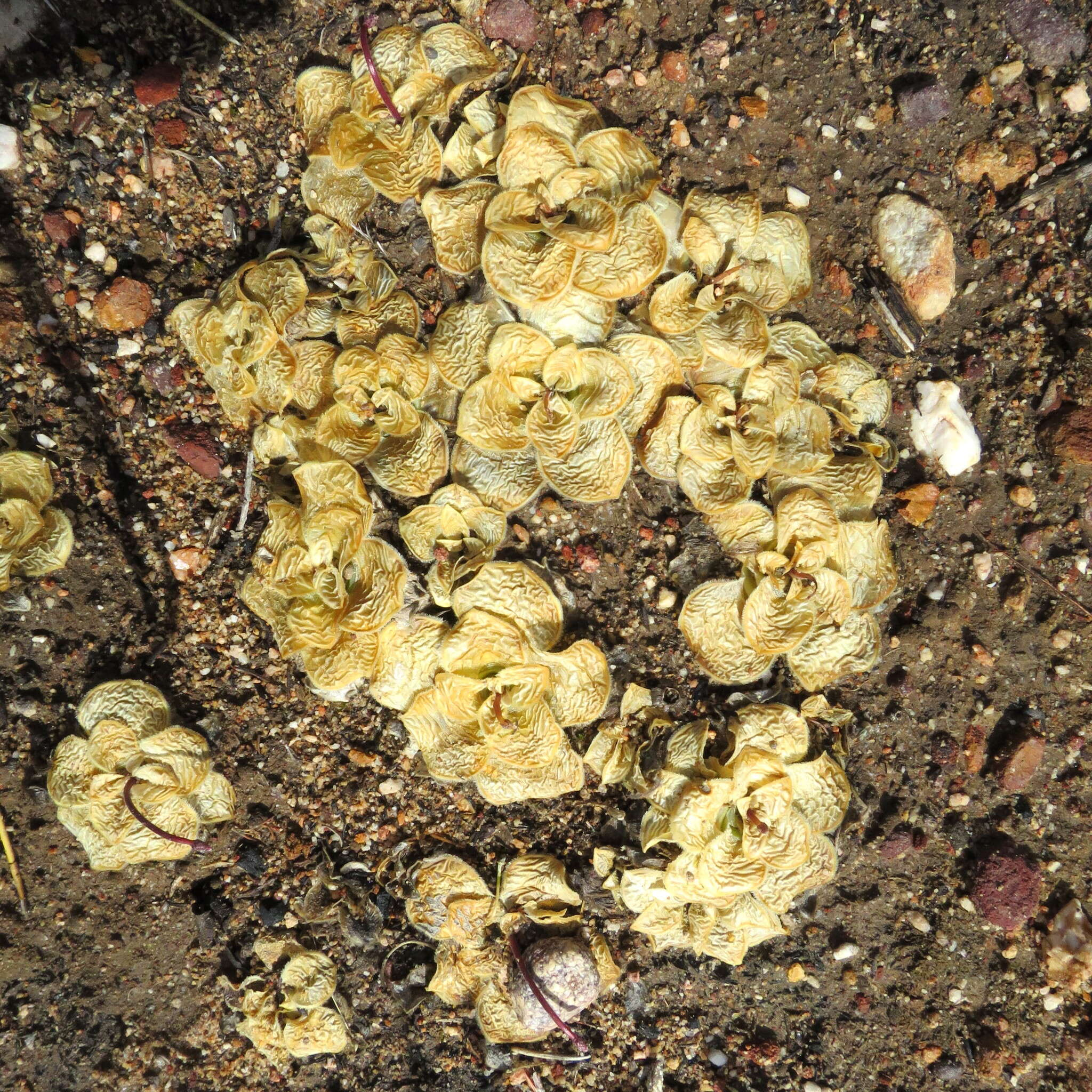 Image of Drimia ciliata (L. fil.) J. C. Manning & Goldblatt