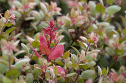 Plancia ëd Arctostaphylos morroensis Wiesl. & Schreiber