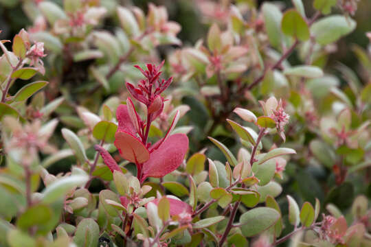 Image of Morro manzanita