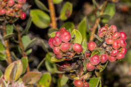 Plancia ëd Arctostaphylos morroensis Wiesl. & Schreiber