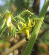 Image of tomato