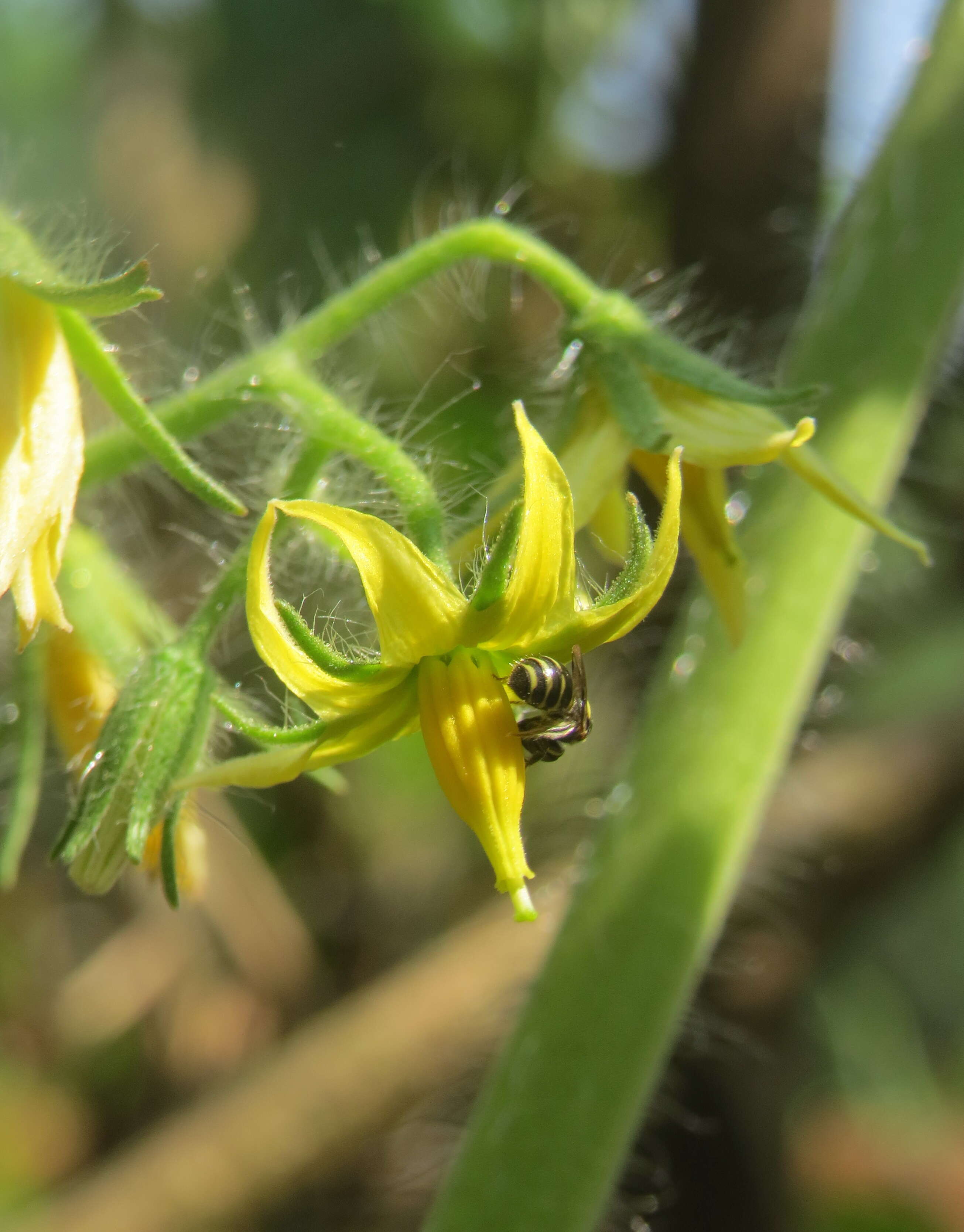 Image of tomato