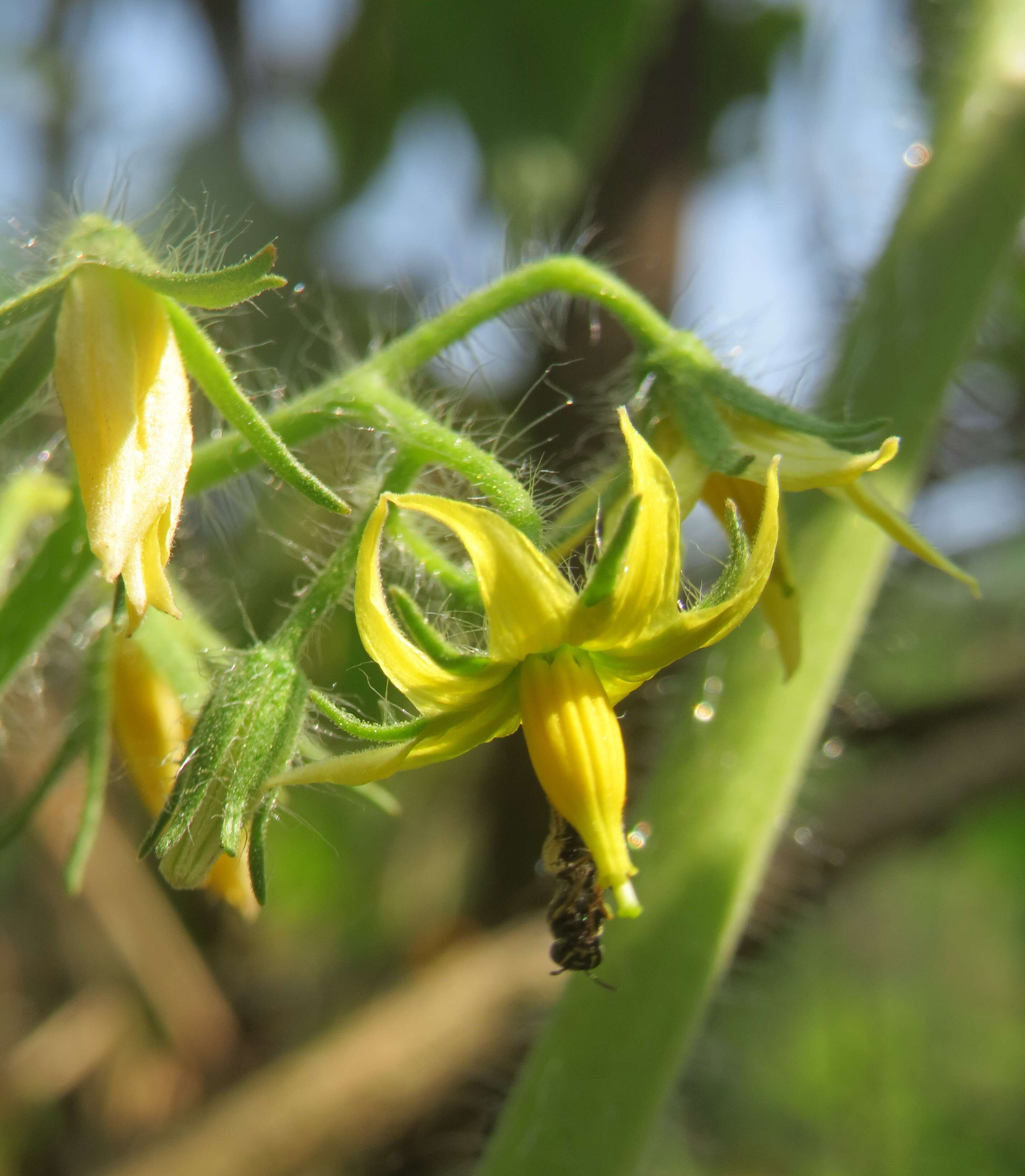 Image of tomato