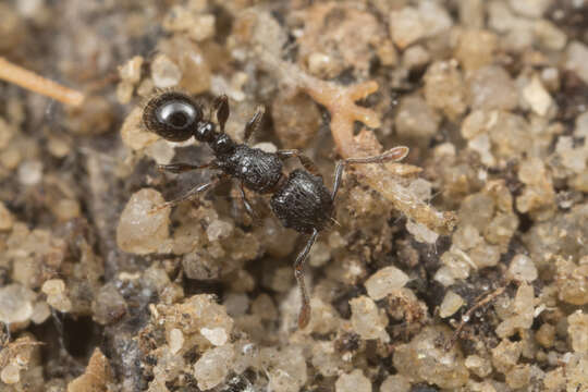 Image of Tetramorium confusum Bolton 1977