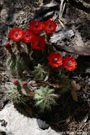 Image of Echinocereus santaritensis W. Blum & Rutow