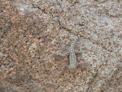 Image of Oman Rock Gecko