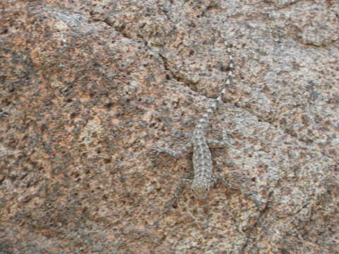 Image of Oman Rock Gecko