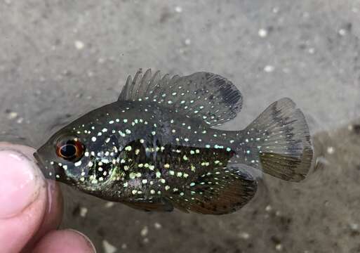 Image of Bluespotted Sunfish