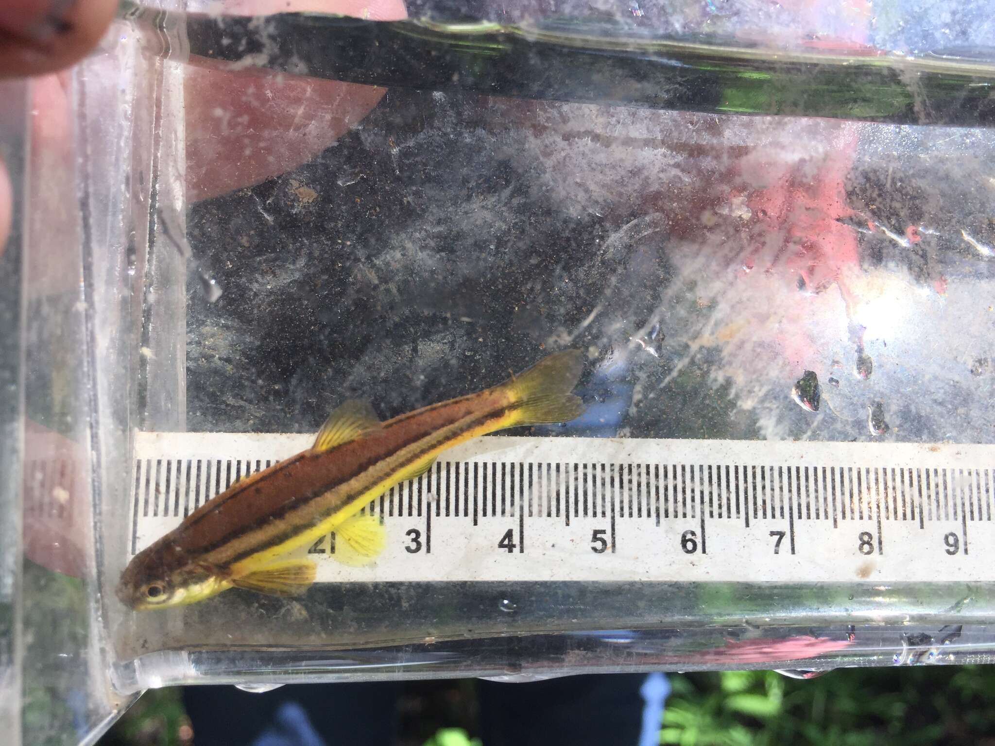 Image of Northern Redbelly Dace