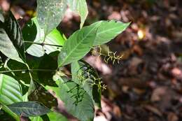 Image of nodding wild coffee