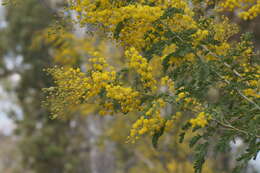 Image of glory wattle