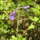 Image of Salvia zamoranensis Zamudio & Bedolla