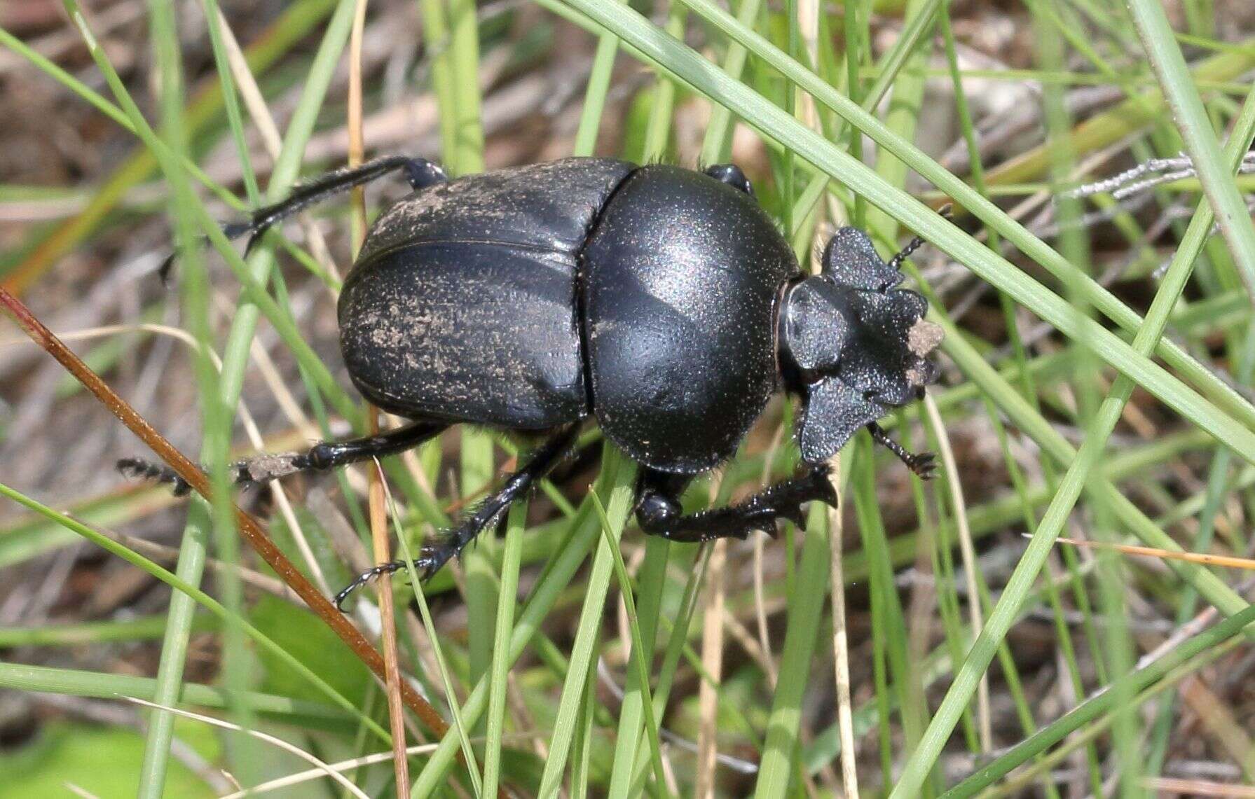 صورة Scarabaeus westwoodi Harold 1869