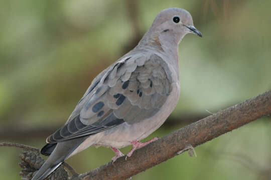 Image of Eared Dove