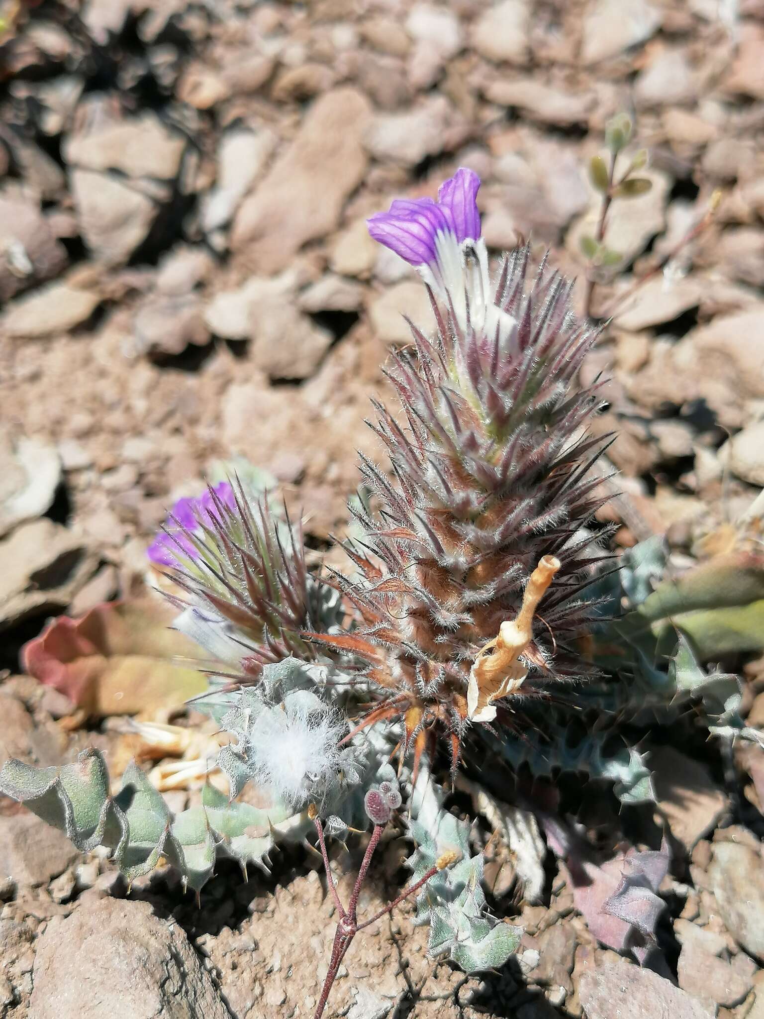 Image de Acanthopsis dispermoides H. M. Steyn