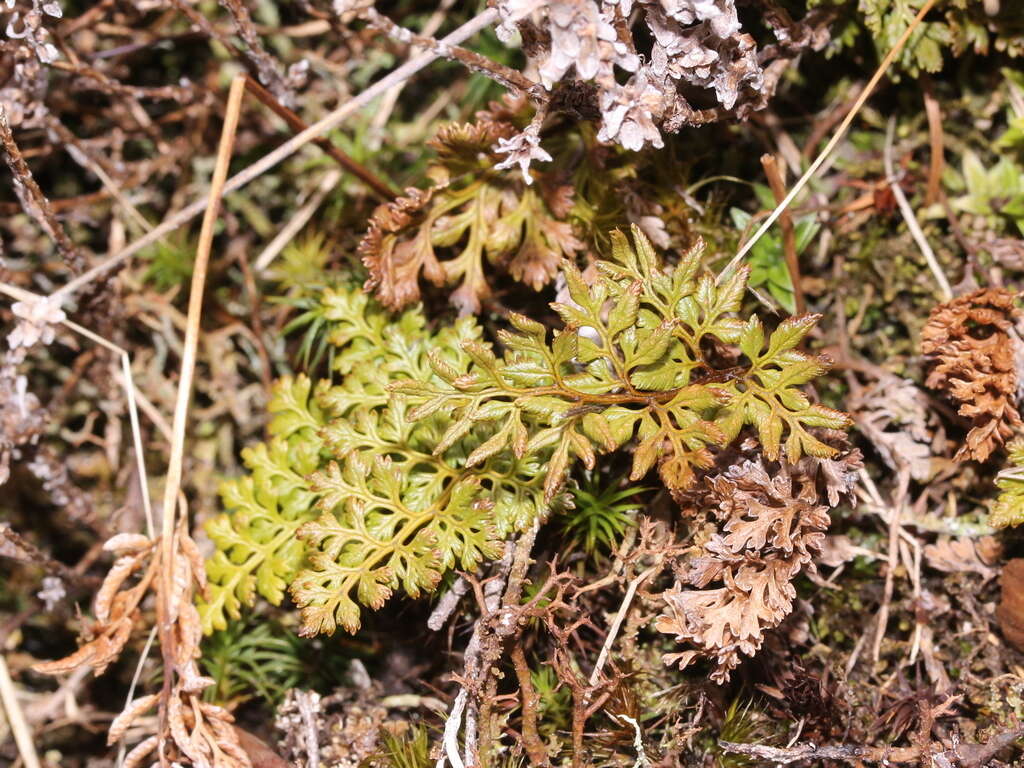 Sivun Cryptogramma brunoniana Wall. kuva