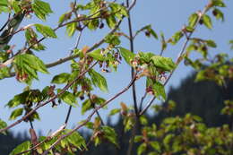 Слика од Acer circinatum Pursh