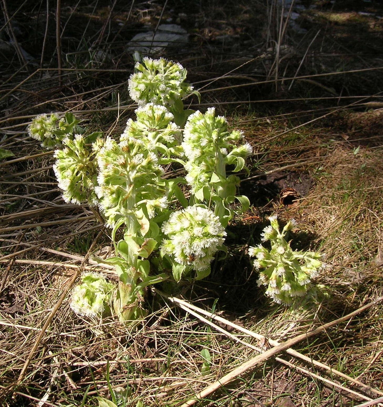 Image of Petasites albus (L.) Gaertn.