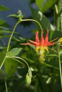 Image of western columbine