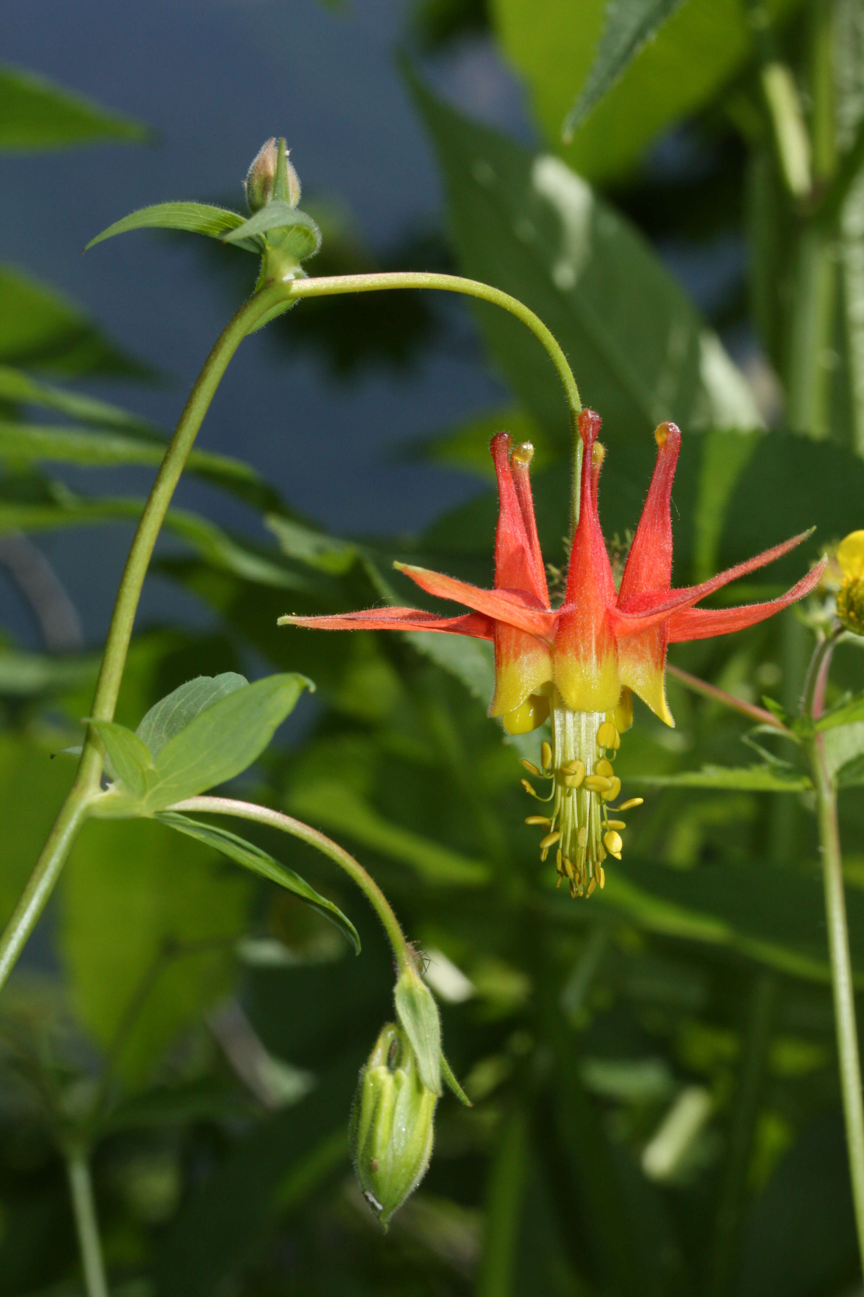 Image of western columbine