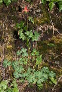 Image of western columbine