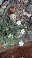 Image of Euploca foliosissima (J. F. Macbr.) J. I. M. Melo