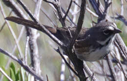 Image of Sagebrush Sparrow