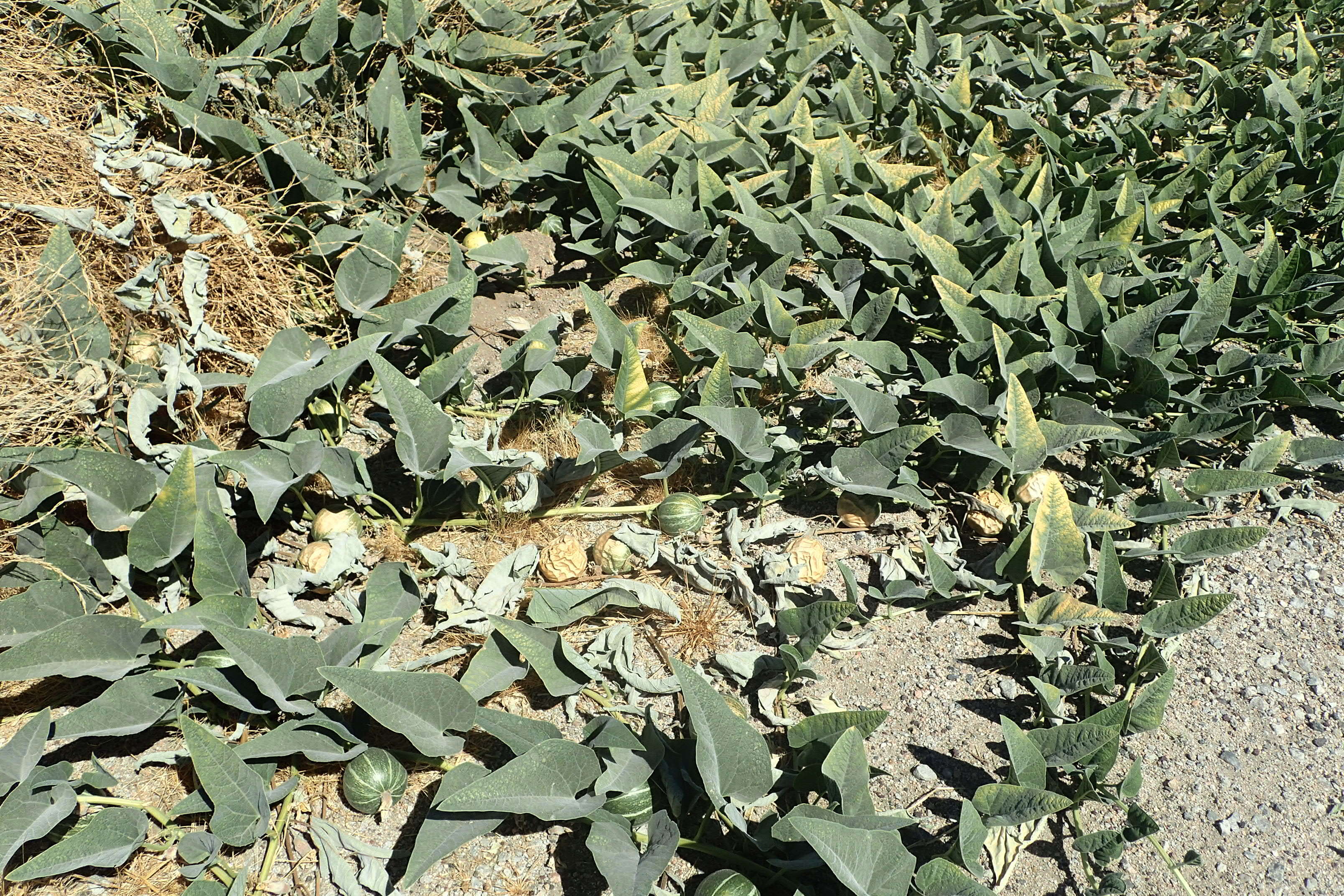 Image of Missouri gourd