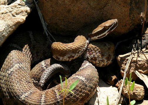 Image of Crotalus willardi willardi Meek 1905